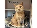 Adopt Popcorn 240590 a Domestic Short Hair