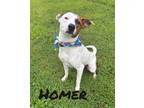 Adopt Homer 123738 a Australian Kelpie, Mixed Breed