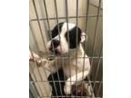 Adopt Warner 31082 a Pit Bull Terrier, Mixed Breed