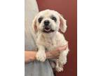 Adopt Turbo a Pekingese, Mixed Breed