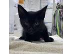 Adopt Bruno a Domestic Medium Hair