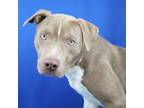 Adopt Chance- 061901S a Pit Bull Terrier