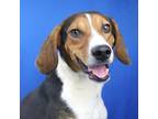 Adopt Walker - 071103S a Beagle