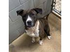 Adopt Graham- 051501S a Pit Bull Terrier