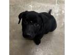 Adopt Benjamin- 061402S a Labrador Retriever