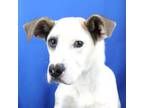 Adopt Dancie 062107S a Great Dane
