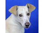 Adopt Zayne 070603S a Yellow Labrador Retriever