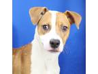 Adopt Diesel- 030702S a Pit Bull Terrier