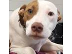 Adopt Pistol- 072403S-2 a Pit Bull Terrier