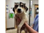 Adopt Benedict - 070303S a Beagle