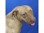 Adopt Pluto- 050601S a Pit Bull Terrier