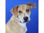 Adopt Woofgang- 051503S a Labrador Retriever, Hound