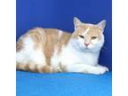 Adopt Tony 070209S a Domestic Short Hair
