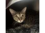 Adopt George 073001S a Domestic Short Hair