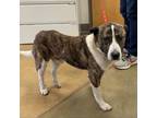 Adopt Cedar- 022609S a Mountain Cur