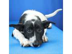 Adopt Weezer 053003S a Border Collie