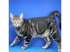 Adopt Marsha 071227S a Domestic Short Hair