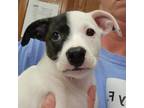 Adopt Rocky 072305S a Feist