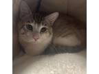 Adopt Squicky 073002 a Domestic Short Hair
