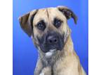Adopt King Richard 042616S a Anatolian Shepherd