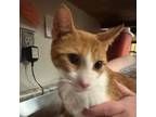 Adopt Flinstone 072304S a Domestic Short Hair