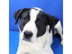 Adopt Kingcup 070102S a Border Collie, Labrador Retriever
