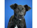 Adopt Theo- 073102S-2 a Pit Bull Terrier, Labrador Retriever