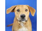 Adopt Sherlock Bones- 052903S a Labrador Retriever