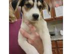 Adopt Anthony - 070305S a Beagle