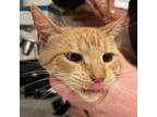 Adopt Bam Bam 072303S a Domestic Short Hair