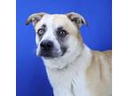 Adopt Niall- 041616S a Shepherd, Labrador Retriever