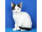 Adopt Bobby Dazzler 070212S a Domestic Short Hair