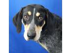 Adopt Church 071301S a Bluetick Coonhound