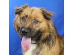 Adopt Mac- 031907S a Australian Shepherd