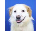 Adopt Cranberries- 060405S a Australian Shepherd