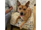 Adopt Drew- 061902S a Pit Bull Terrier