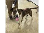 Adopt Tobias- 061002S a Pit Bull Terrier