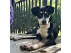 Adopt Neo a Siberian Husky, Beagle