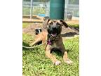 Adopt Doc a Boxer, Black Mouth Cur