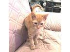 Adopt Fireball a Tabby