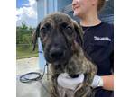 Adopt Muskateer a Boxer