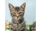 Adopt Howard a Domestic Short Hair