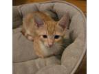 Adopt Tony T a Domestic Short Hair
