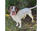 Adopt Chestnut***ADOPTION PENDING*** a Pit Bull Terrier