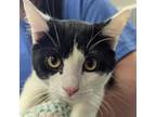 Adopt Donald a Domestic Short Hair