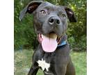 Adopt Otis a Terrier, Mixed Breed