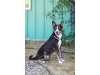Adopt Cooper a Siberian Husky, Australian Cattle Dog / Blue Heeler