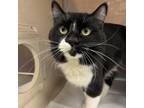 Adopt Mulberrypie a Domestic Long Hair