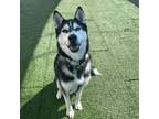 Adopt LOKI a Siberian Husky