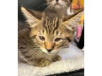 Adopt Jasper- Kitten a Domestic Short Hair